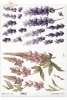dekoracyjne wzory, motywy kwiatowe, bukiet kwiatów, Ogród Muz, Garden of Muses * Mulberry decoupage paper FPA1005, decorative patterns, floral motifs, bouquet of flowers, Garden of Muses *Seria Garden of Muses